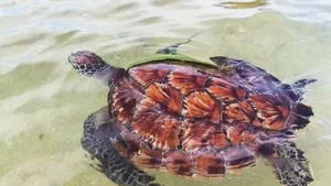 Mysterious 'Sacred Turtle' Appearance During Songkran Festival Sparks Local Devotion - image 1