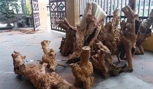 Fisherman Discovers Hidden Fortune Inside a Piece of Rotten Wood Found at Sea - image 3