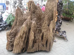 Fisherman Discovers Hidden Fortune Inside a Piece of Rotten Wood Found at Sea - image 0