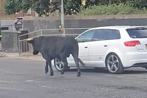 A Cinematic Escape: The Heartwarming Story of a Cow Who Found a Second Chance - image 8