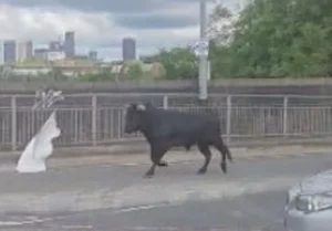 A Cinematic Escape: The Heartwarming Story of a Cow Who Found a Second Chance - image 3