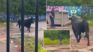 A Cinematic Escape: The Heartwarming Story of a Cow Who Found a Second Chance - image 9