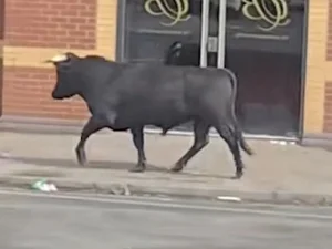 A Cinematic Escape: The Heartwarming Story of a Cow Who Found a Second Chance - image 2