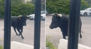 A Cinematic Escape: The Heartwarming Story of a Cow Who Found a Second Chance - image 4
