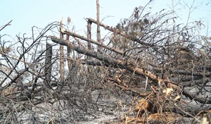 Devastating Environmental Impact: Withered Forests in Vietnam After Typhoon Yagi - image 4