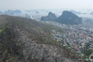Devastating Environmental Impact: Withered Forests in Vietnam After Typhoon Yagi - image 0