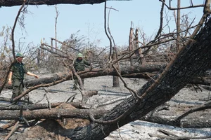 Devastating Environmental Impact: Withered Forests in Vietnam After Typhoon Yagi - image 5