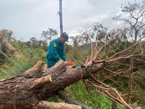 Devastating Environmental Impact: Withered Forests in Vietnam After Typhoon Yagi - image 8