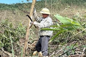 Devastating Environmental Impact: Withered Forests in Vietnam After Typhoon Yagi - image 2