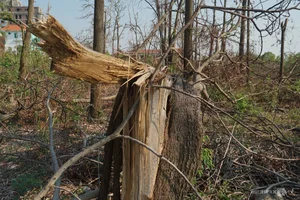 Devastating Environmental Impact: Withered Forests in Vietnam After Typhoon Yagi - image 6