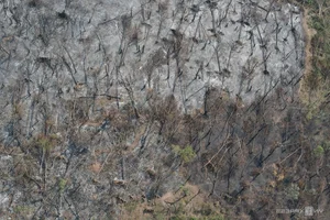Devastating Environmental Impact: Withered Forests in Vietnam After Typhoon Yagi - image 1