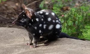 15 Fascinating Facts About Quolls: Australia’s Unique Spotted Marsupials - image 8