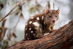 15 Fascinating Facts About Quolls: Australia’s Unique Spotted Marsupials - image 5