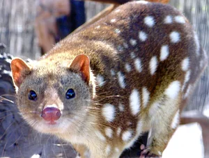 15 Fascinating Facts About Quolls: Australia’s Unique Spotted Marsupials - image 10