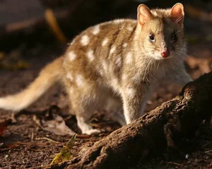 15 Fascinating Facts About Quolls: Australia’s Unique Spotted Marsupials - image 2