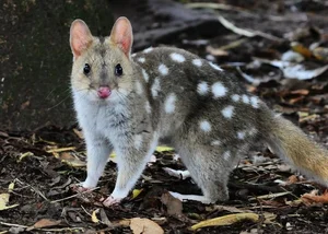 15 Fascinating Facts About Quolls: Australia’s Unique Spotted Marsupials - image 4