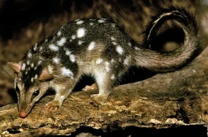 15 Fascinating Facts About Quolls: Australia’s Unique Spotted Marsupials - image 14