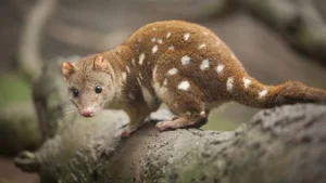 15 Fascinating Facts About Quolls: Australia’s Unique Spotted Marsupials - image 12