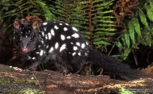 15 Fascinating Facts About Quolls: Australia’s Unique Spotted Marsupials - image 7