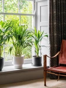 Stunning Indoor Plant Decoration Ideas for a Greener Home - image 0
