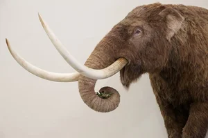 14 Fascinating Facts About Prehistoric Mastodons - image 11