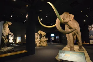 14 Fascinating Facts About Prehistoric Mastodons - image 4