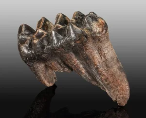 14 Fascinating Facts About Prehistoric Mastodons - image 9