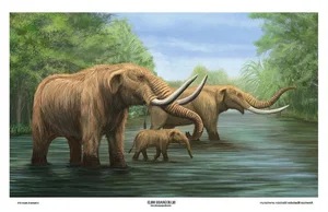14 Fascinating Facts About Prehistoric Mastodons - image 5