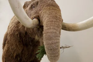 14 Fascinating Facts About Prehistoric Mastodons - image 8