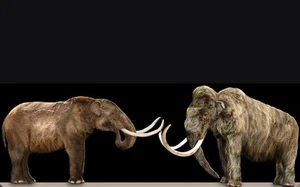14 Fascinating Facts About Prehistoric Mastodons - image 3