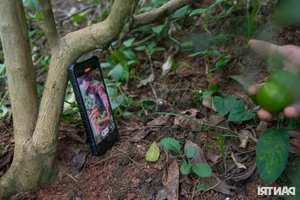 The Farmer's Marathon Dream: Chasing Glory on the Vietnamese Running Circuit - image 15