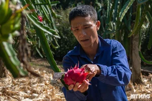 The Farmer's Marathon Dream: Chasing Glory on the Vietnamese Running Circuit - image 19
