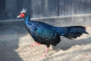 Gone Forever: 5 Precious Animal Species Extinct in Vietnam - image 8
