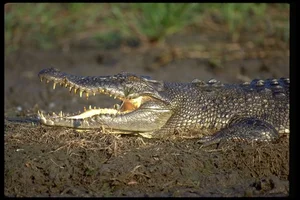 Gone Forever: 5 Precious Animal Species Extinct in Vietnam - image 5