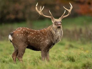 Gone Forever: 5 Precious Animal Species Extinct in Vietnam - image 1