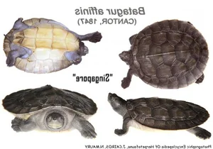 Gone Forever: 5 Precious Animal Species Extinct in Vietnam - image 4