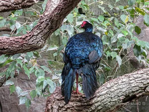 Gone Forever: 5 Precious Animal Species Extinct in Vietnam - image 6