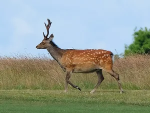 Gone Forever: 5 Precious Animal Species Extinct in Vietnam - image 0