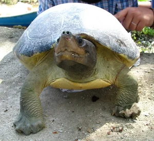 Gone Forever: 5 Precious Animal Species Extinct in Vietnam - image 2