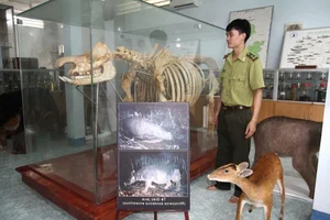 Gone Forever: 5 Precious Animal Species Extinct in Vietnam - image 3