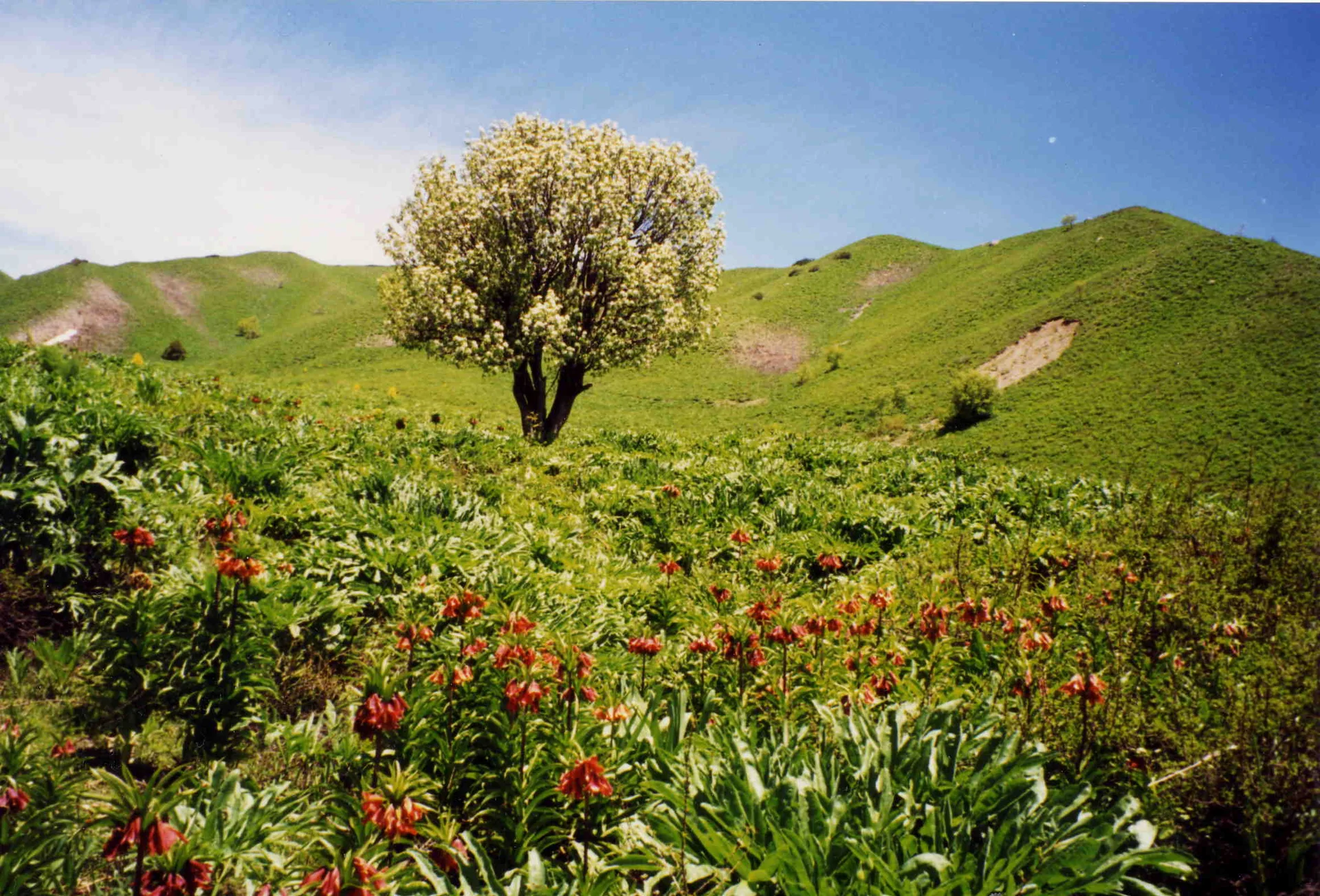 Mysterious Wonders of Nature at the World's Highest Altitudes