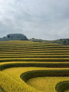 Photography Haven: How to Pick the Perfect Mu Cang Chai Harvest Tour - image 0