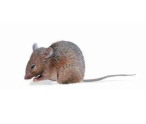Why Don't Animals Fear Inbreeding? The Evolutionary Science Behind Mating Strategies - image 3