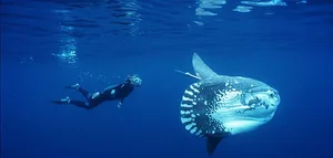Massive 1000kg Giant Sunfish Caught by Fishermen: A Rare Deep Sea Encounter - image 2