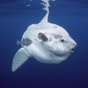 Massive 1000kg Giant Sunfish Caught by Fishermen: A Rare Deep Sea Encounter - image 1