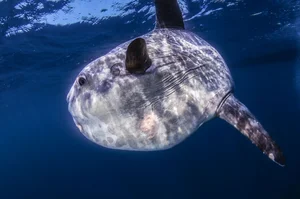 Massive 1000kg Giant Sunfish Caught by Fishermen: A Rare Deep Sea Encounter - image 4