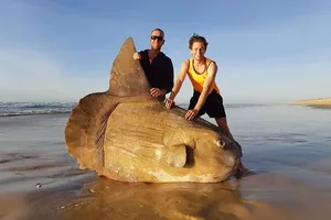Massive 1000kg Giant Sunfish Caught by Fishermen: A Rare Deep Sea Encounter - image 5