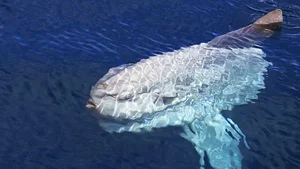 Massive 1000kg Giant Sunfish Caught by Fishermen: A Rare Deep Sea Encounter - image 0