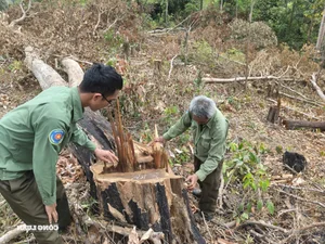 Devastation in Gia Lai: Illegal Logging Decimates Border Forests - image 6