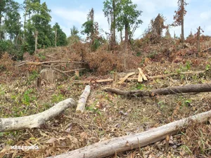 Devastation in Gia Lai: Illegal Logging Decimates Border Forests - image 10